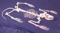 Esqueleto de un jaguar